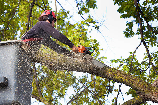 How Our Tree Care Process Works  in  Ingalls, IN