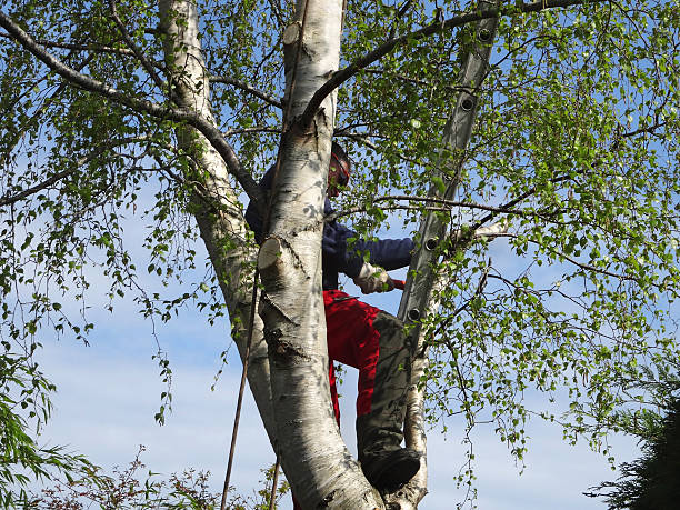 Best Tree Maintenance Programs  in Galls, IN